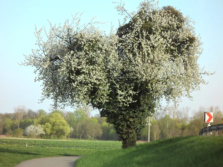 Herzbaum